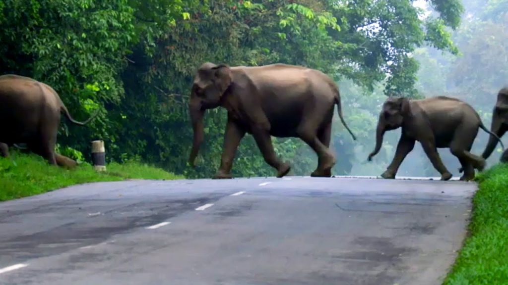 கரும்பு லாரிகளை குறிவைக்கும் காட்டுயானைகள்!