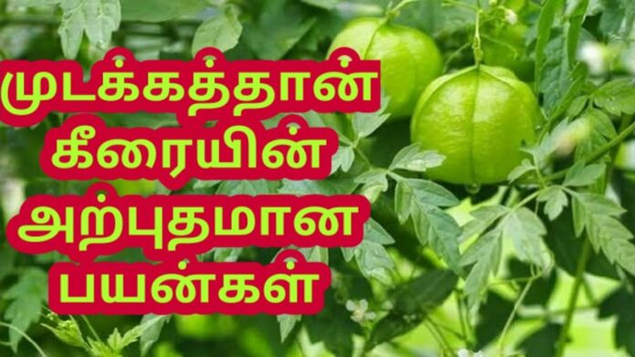 Mudakathan Keerai Benefits in Tamil