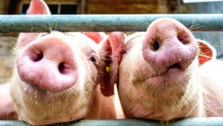 Swine Flu Affect in Assam