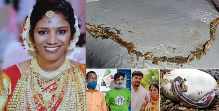 Kollam Married Women Uthra Murder Case
