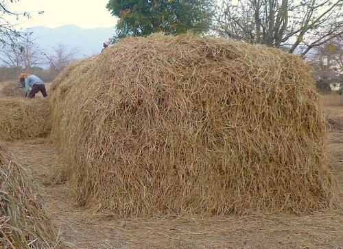 1 crore kept in straw! MLA driver caught red-handed!