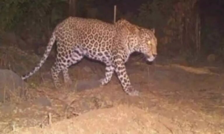 Leopard in Town-Latest Salem News in Tamil Today