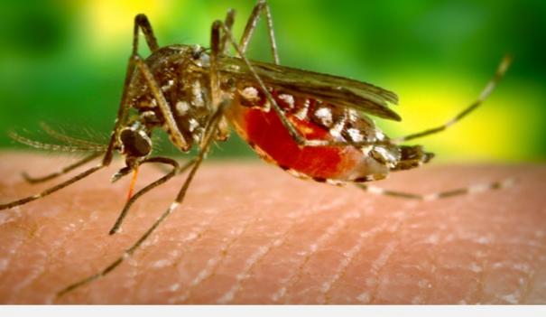 Is this the solution to the Zika virus? These are the ones who suffer the most!