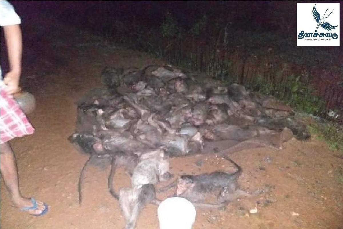 46 monkeys poisoned and killed !! Shocking incident !!