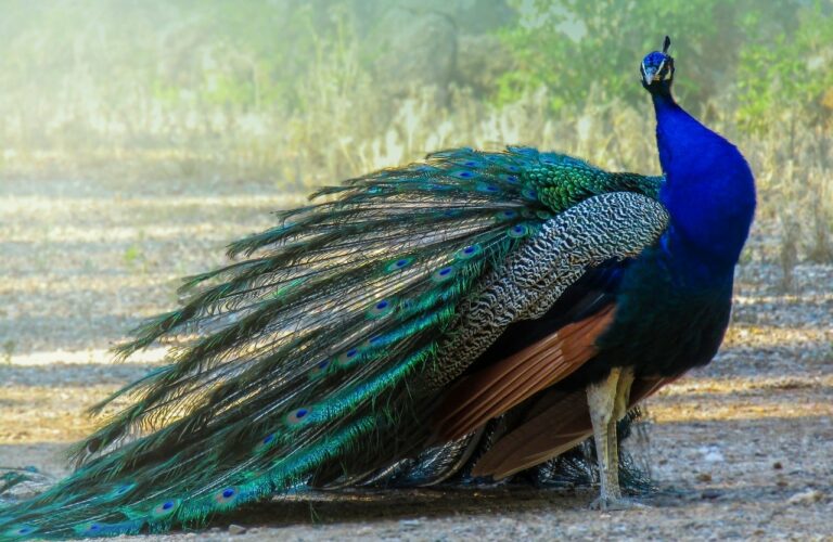 Accident caused by peacock for newly married couples