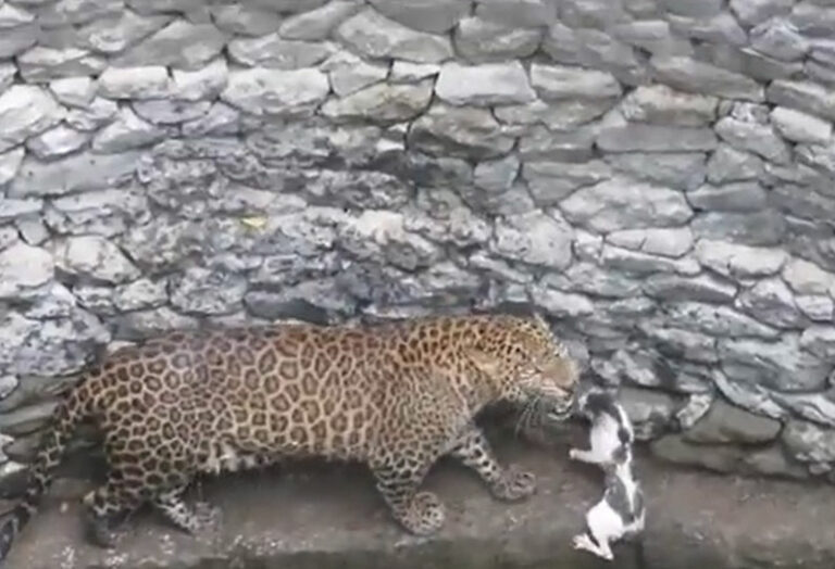 Cat collides with leopard! What will it be for? Is there a property dispute between them?