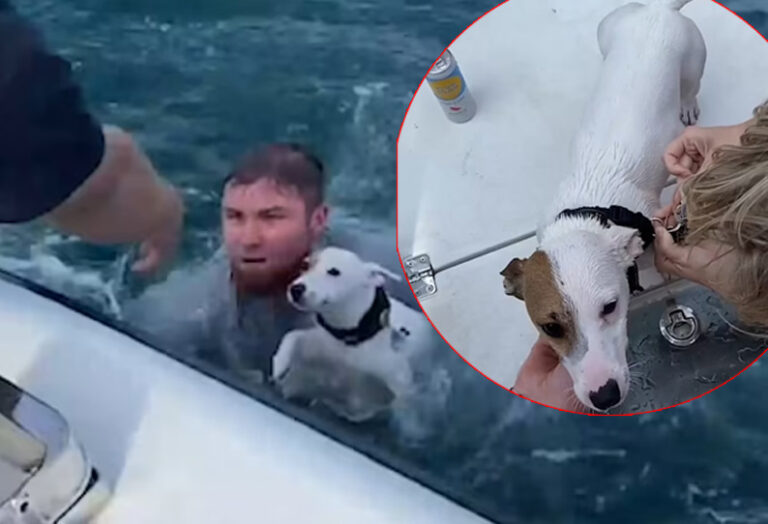 The dog that floated in the sea! Unexpected jump and rescue person!