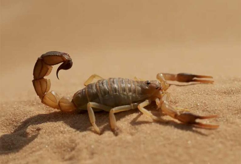 More than 500 affected by poisonous scorpion spill This is the reason!