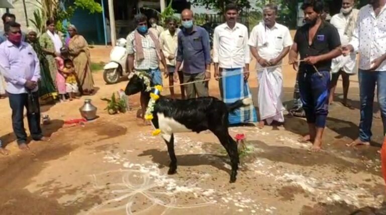 The young man who gave his head in response to the goat! The tragedy that happened in Nerthikadan!
