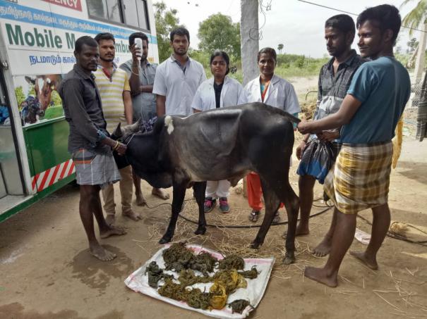 35 kg of plastic waste in the stomach of a Jallikattu cow? Shock waiting for the doctor!