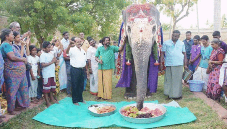 திருவானைக்காவல் கோவில் யானை அகிலாவிற்கு 20வது பிறந்தநாள்! உற்சாகமாக கொண்டாடிய யானை அகிலா!