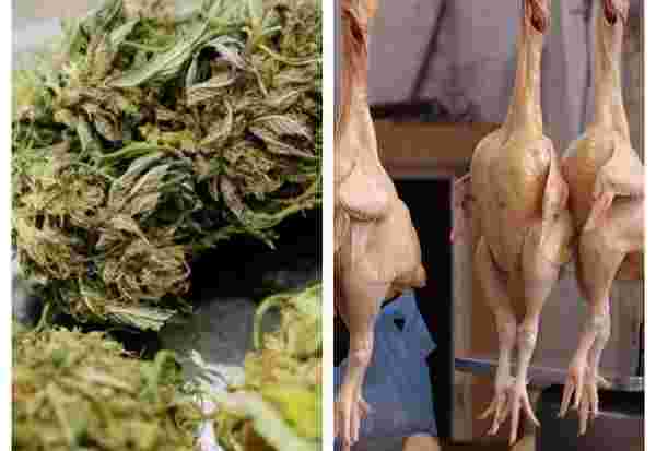 Is cannabis fodder for chicken? Do you know the benefit of that?