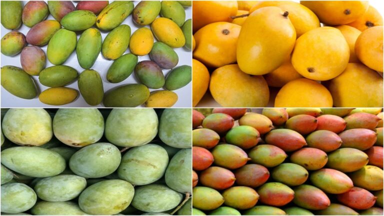 A wonderful arrangement made by Europe to tell the specialty of our Indian mango! You know what?