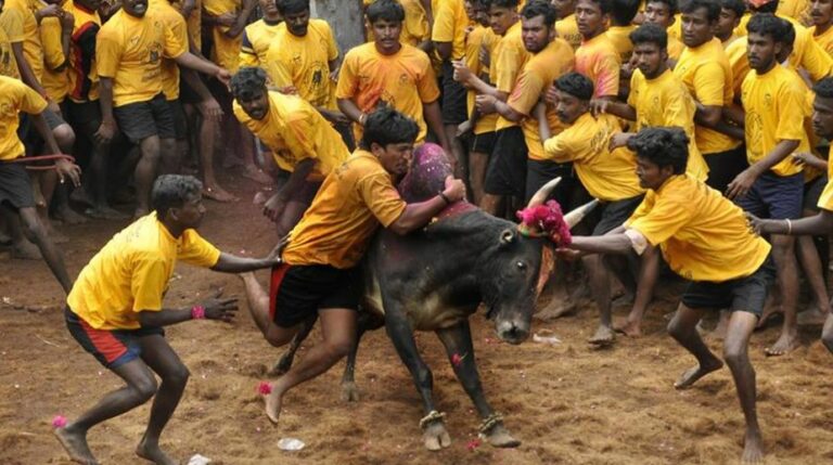 Are only domestic cows allowed in Jallikattu? Appeal to the Supreme Court!