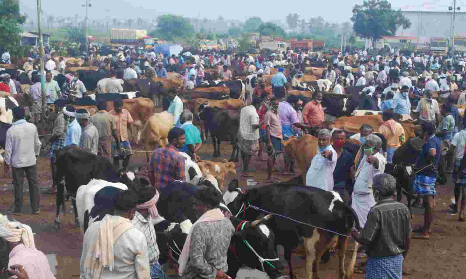 Art built cattle market business! Cows sold in crores!!