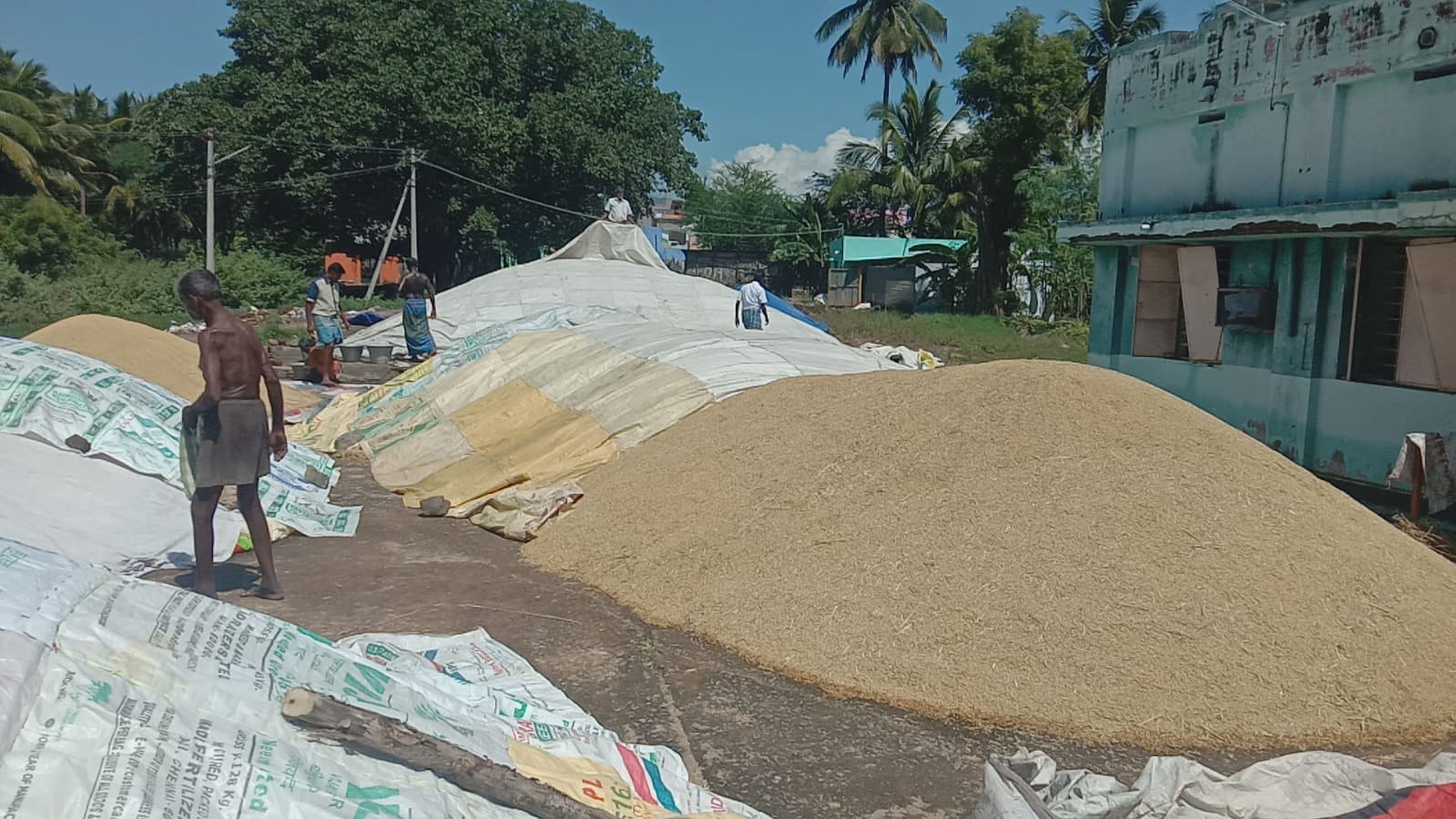 Rice grains get wet in rain water! Farmers suffering without the first station!