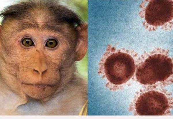 One more monkey measles in India! This is the version for them!