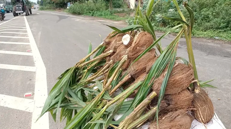 Selling coconut flower in honey for Rs.100! Do you know its medical benefits?