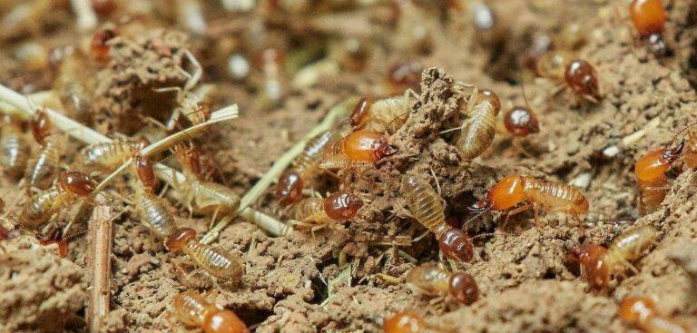 A 13-year-old girl was killed by the curse of a termite! Is it because of the father?