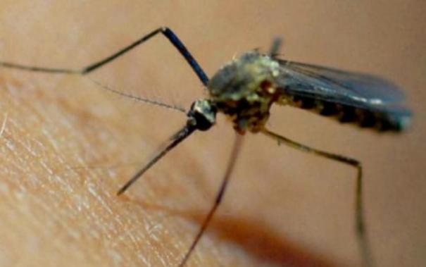 Mosquito Control by Natural Medicine