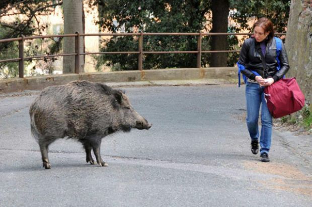 The animal who came as a hero and left the mass and escaped!.. The public was shaken!..