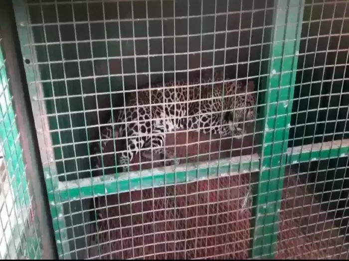 A leopard got trapped in a cage after leaving the forest near Sathyamangalam