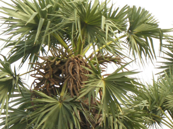 The cat who was afraid to come down? The husband settled in the palm tree because he was afraid of his wife!!