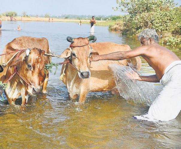 3 lakh fine for cow breeders!! Action taken by Chennai Corporation!!