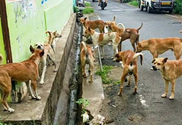 Supreme Court: Do you feed stray dogs? Then if it bites someone, you are responsible for it!