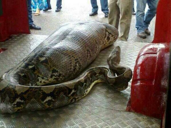 The woman who went to work suddenly lost her mind! The next day, the corpse was rescued from the snake's stomach!