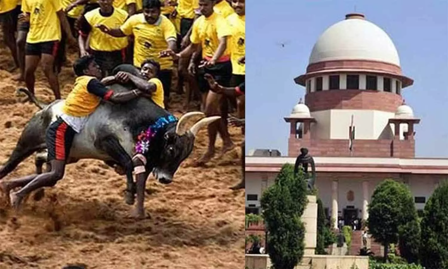 The case against Jallikattu! Information released by the Supreme Court!
