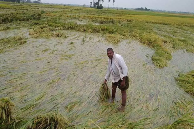 chamba-crops-are-submerged-in-flood-water-due-to-continuous-rain
