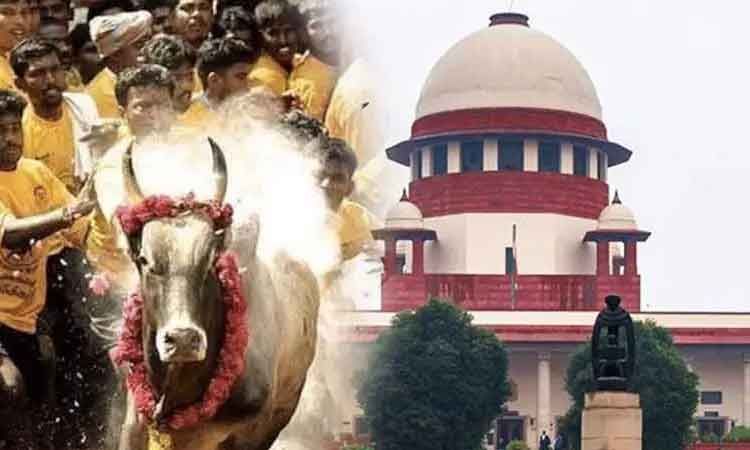 Information released by the Supreme Court! Jallikattu issue!