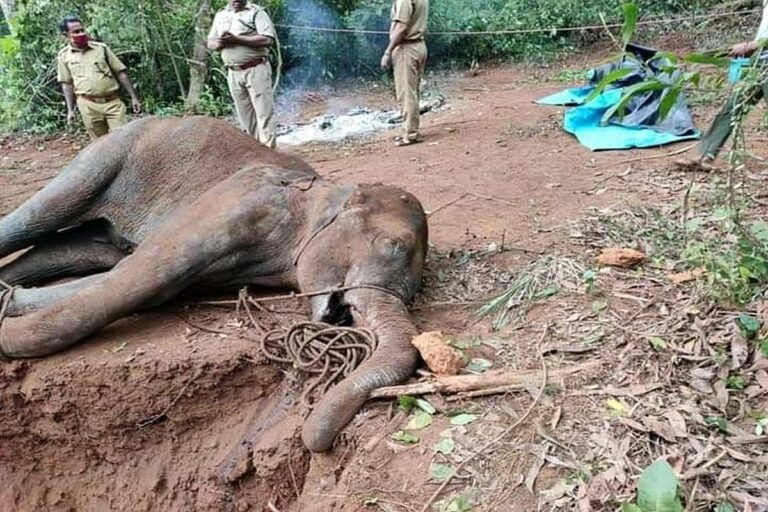 vaniyambadi-andra-elephant-death