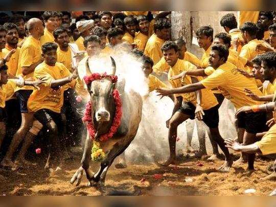 There is no clear law of Tamil Nadu government for Jallikattu! Action order of the Supreme Court!