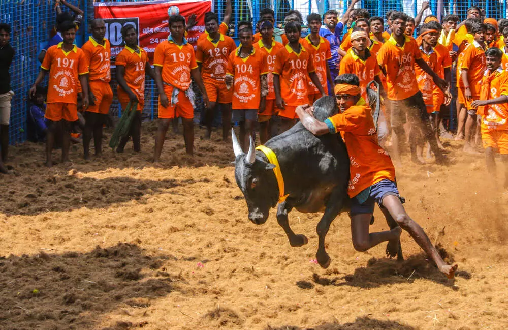 Important information released by the District Collector! The number of players participating in Jallikattu is released!