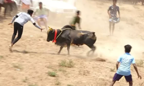 மஞ்சுவிரட்டு போட்டிக்கு இனி இதுதான் விதிமுறை! மீறினால் கடும் நடவடிக்கை!