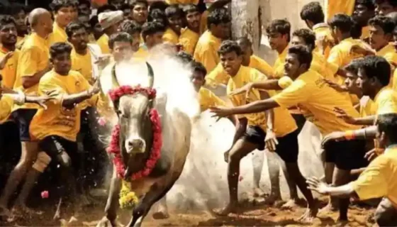 ஜல்லிக்கட்டு நடைபெற வாய்ப்பு குறைவு? எந்த ஒரு அறிவிப்பும் முறையாக வெளிவரவில்லை என தகவல்! 