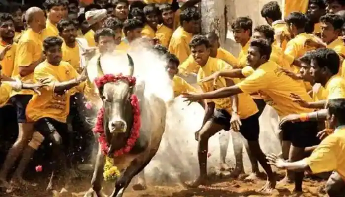 Jallikattu is less likely to happen? Notice that no notification has been released properly!