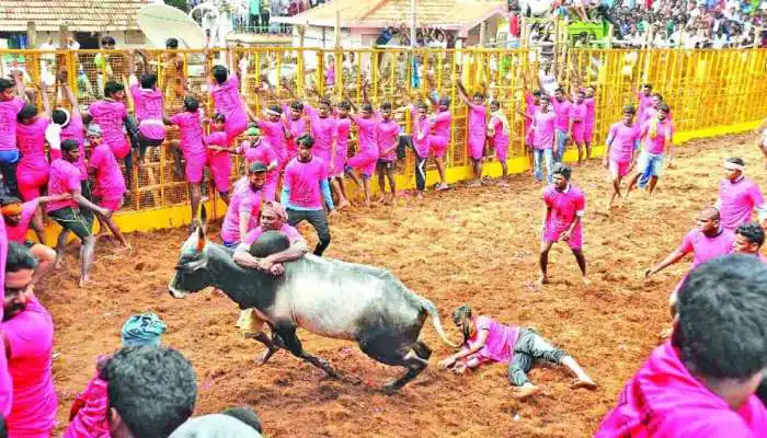 Jallikattu Time Released in Alanganallur and Palamedu Areas! The order issued by the District Collector!