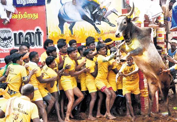 New restrictions for cattlemen participating in Jallikattu! These certificates must be uploaded online!