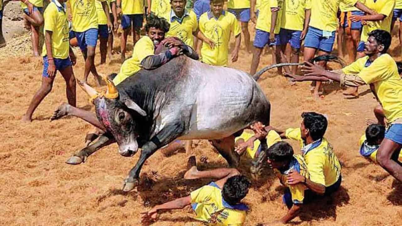 Jallikattu, the heroic game of Tamil! Important restrictions issued by the Tamil Nadu government!