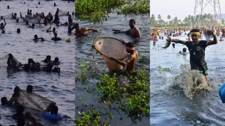 சிங்கம்புணரி அருகே மழை வேண்டி விவசாயம் செழிக்க நடைபெற்ற பாரம்பரிய மீன்பிடி திருவிழா!!