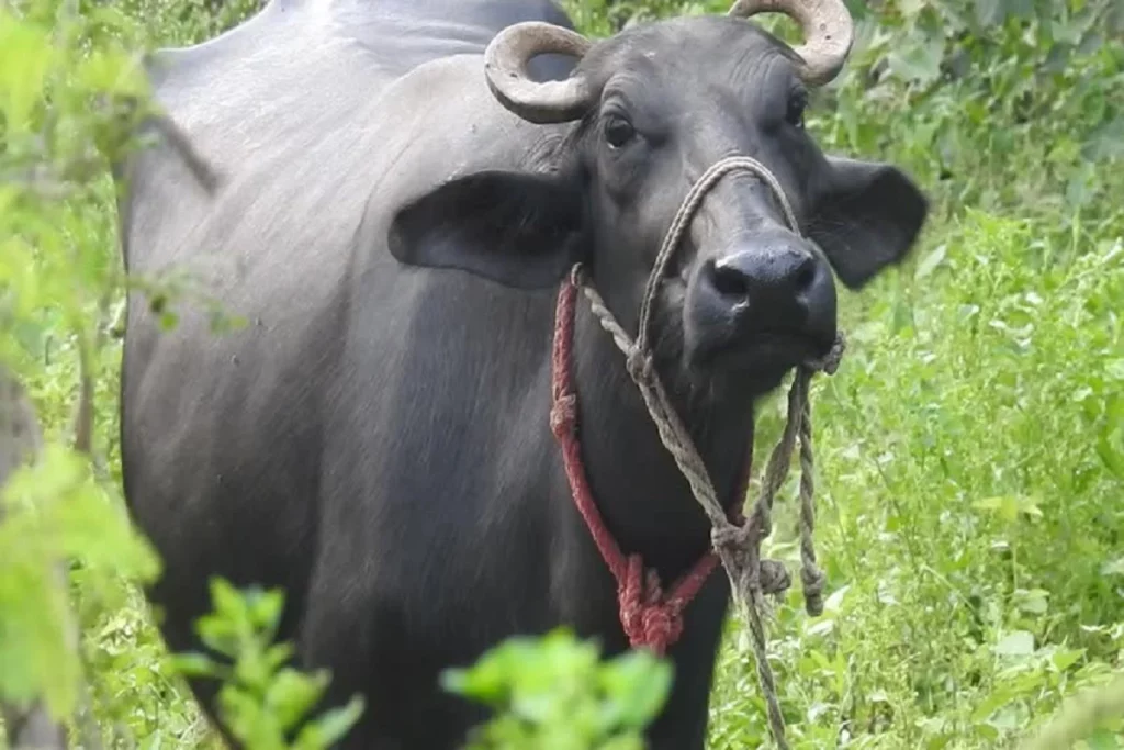 the-person-who-prevented-the-buffalo-from-mating-a-buffalo-took-revenge-by-stabbing-the-person-who-stopped-him