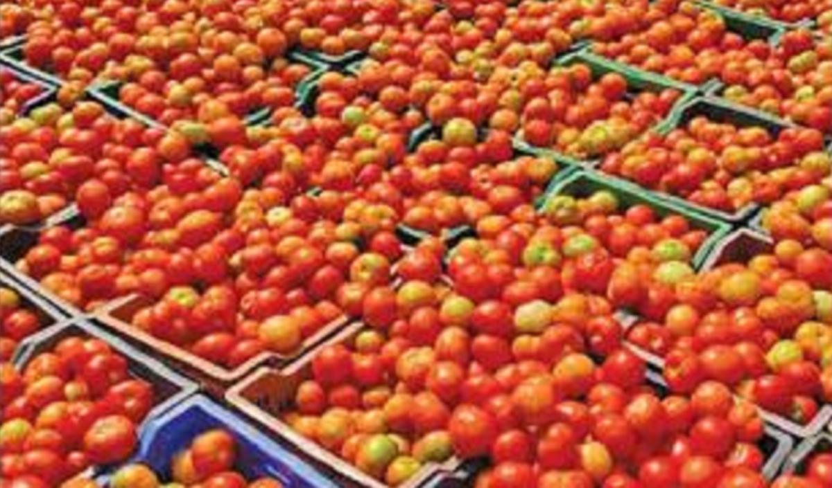 The price of tomatoes has dropped!! Happy news for public!!