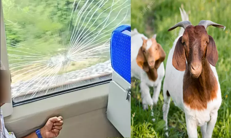 Vande Bharat train hit goats!! What the owner did!!
