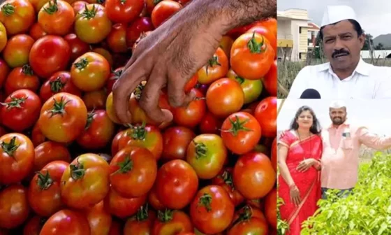 உச்சத்தில் உள்ள தக்காளி விலையால் உச்சம் பெற்ற விவசாயி!! அதுவும் ஒரே மாதத்தில் சாதனை!! 