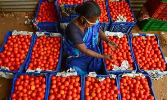 தொடர்ந்து அதிகரித்துக் கொண்டே வரும் தக்காளி விலை!! இன்றும் விலை அதிகரிப்பால் மக்கள் அதிருப்தி!!
