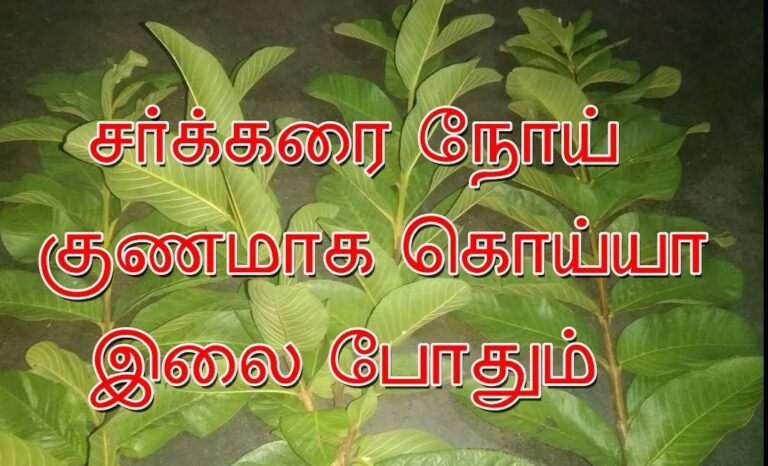 அதிசயம் தரும் அற்புத இலை!! சர்க்கரை நோய் இருப்பவர்கள் உடனே பயன்படுத்துங்கள்!! 