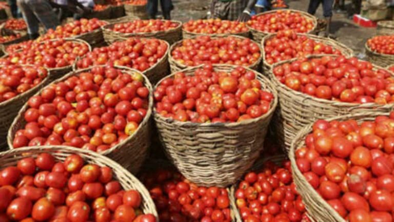 A happy news for people!! Tomato prices fall!!